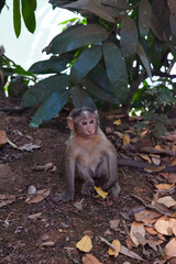 monkey in the jungle