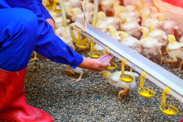 Female feeding a lot of little yellow chicks in chicken farm. Newborn yellow chicken standing at the ground and eating from the feeder © Vadim