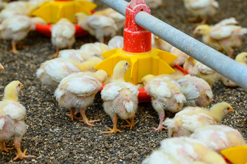 View of baby chicken in big poultry farm. Little birds eating grain from the special feeder. Agricultural business concept