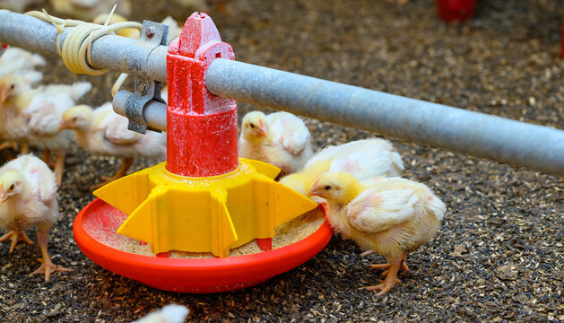 Breeding poultry. Yellow chicks eating compound feed from special feeders. Food production industry. Close-up