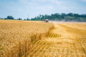 Full length view of the combine harvester harvest ripe wheat on a farm. Wheat field against a blue...