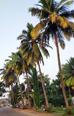 palm trees on road in a raw