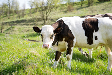 Cows on pasture. Calf and a dairy cow eating green grass. Domestic animals on a meadow. Young black and white calf walking on pasture in spring