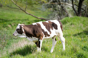 Fototapeta na wymiar Cow walking down on countryside. Agricultural farming cow at the field. Beautiful cow walking on the field and eating grass. Full length