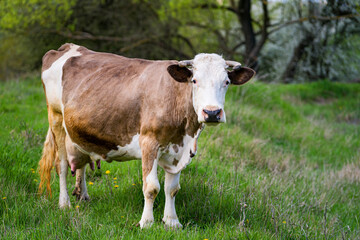 Naklejka na ściany i meble Milky cow on field. Beautiful horny cow looking on camera. White and brown dairy cow standing on green meadow background in summer. Full length