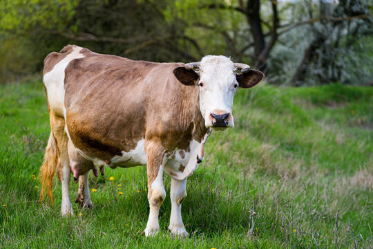 Milky cow on field. Beautiful horny cow looking on camera. White and brown dairy cow standing on green meadow background in summer. Full length