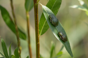 zwei junge Laubfrösche auf einem Blatt