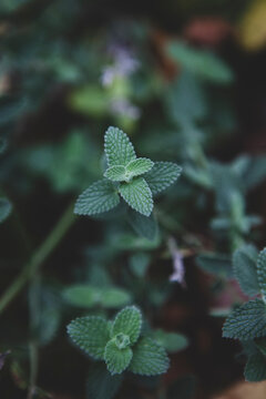 High angle view of green plants