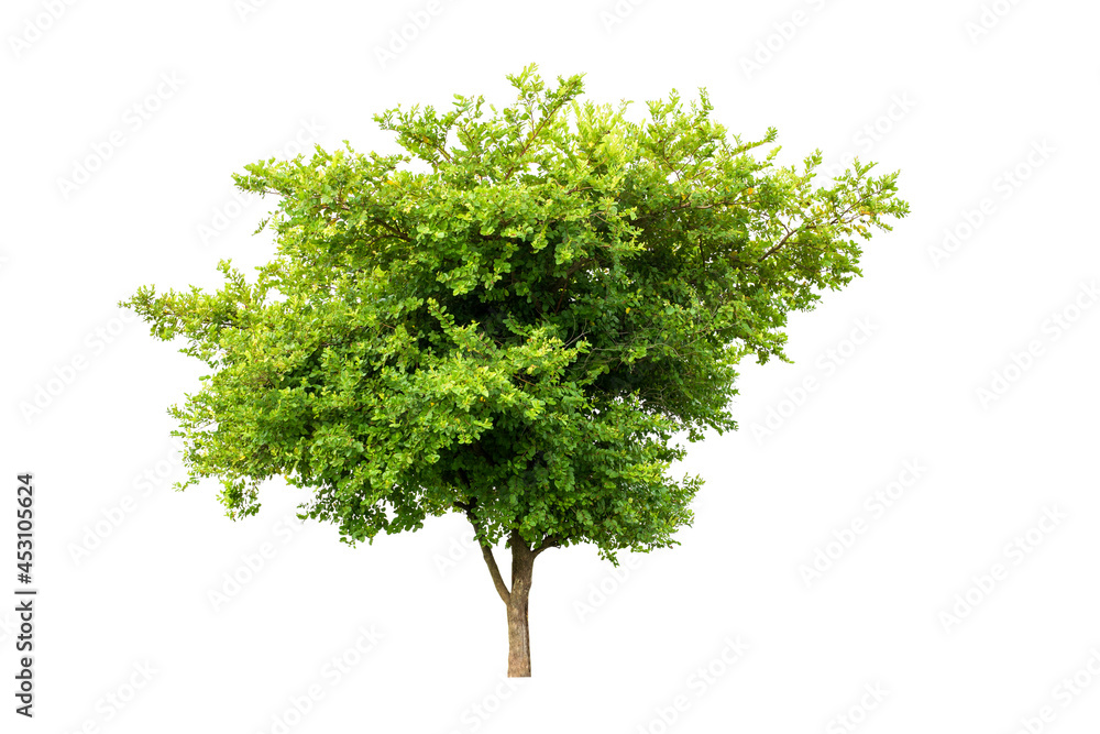 Wall mural tree with clipping path isolated on white background.