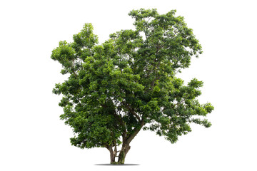Green tree isolated on white background, tropical tree with clipping path