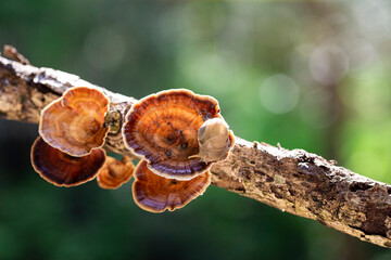 Small brown snail eating mushrooms on wood in nature, macro photography.