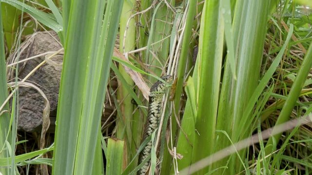 Grass Snake Still in Reeds