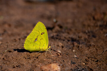 Yellow butterfly on stony ground out of focus.