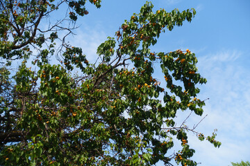 Numerous ripe apricots in the leafage against blue sky in July