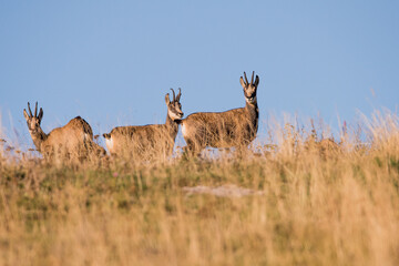 Il trio camoscio.Il camoscio è un ungulato (ossia un animale “provvisto di zoccoli”) appartenente alla famiglia dei Bovidi. Le sue caratteristiche anatomiche e morfologiche.