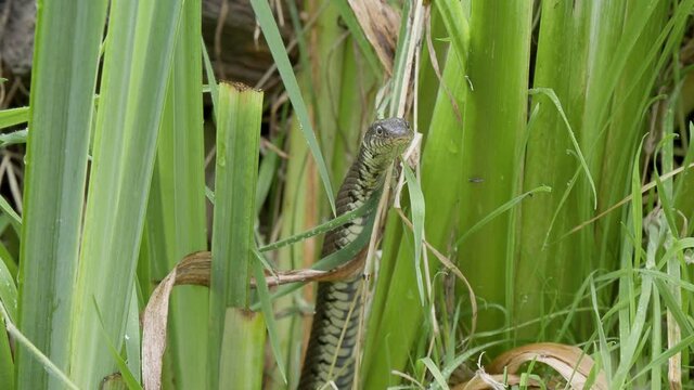 Grass Snake Still in Reeds