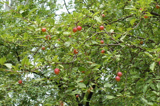 Fruits in the leafage of plum tree in July