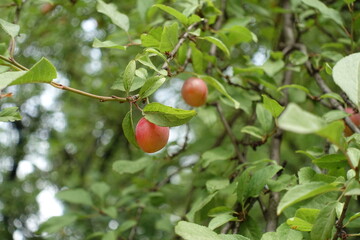 Ripe fruit in the leafage of mirabelle plum tree in july