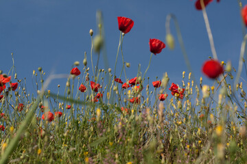 Scarlet poppy flowers in the field