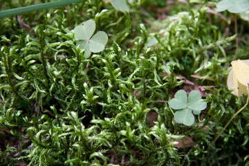 Moss and clover in the northern forest