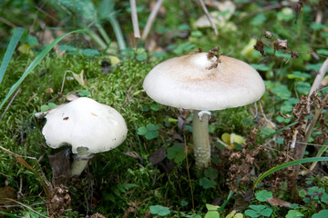 poisonous mushrooms in the forest