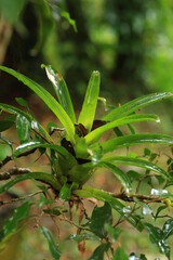 Bromélias, jardim, natureza.