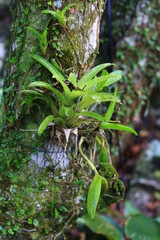 Bromélias, jardim, natureza.