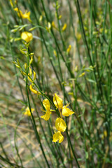 Spanish broom