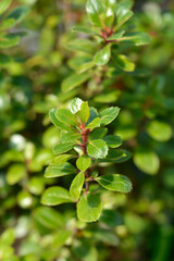 Obraz premium Escallonia Red Dream
