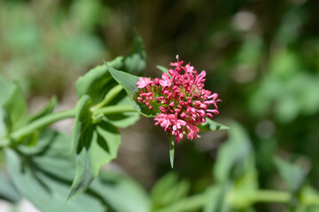 Red valerian