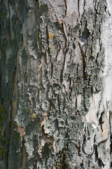 Silver maple