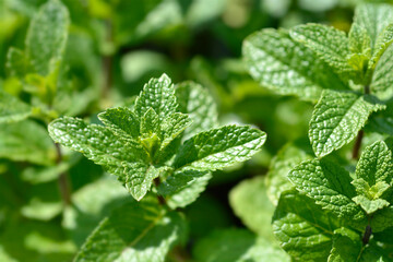 Spearmint