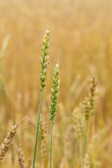 Green spikelets of wheat on the background of a yellow field with wheat.