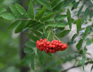 A branch of mountain ash with a bunch of red berries
