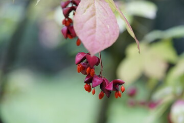 Obraz premium Euonymus europaeus, the spindle, European spindle, or common spindle, is a species of flowering plant in the family Celastraceae. 