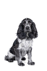 Full body portrait of a cute English cocker spaniel sitting looking at the camera isolated on a white background