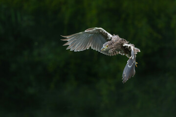 Juvenile Black-crowned Night Heron (Nycticorax nycticorax) hanging around at a  small lake with a dark background           