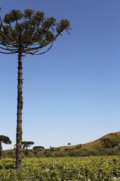 Serra Catarinense, arauc&aacute;rias
