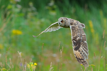 Beautiful long-eared owl (Asio otus) flying over an open spot in the forest of Noord Brabant in the Netherlands with a green background . 