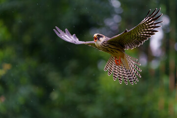 The red-footed falcon (Falco vespertinus), formerly the western red-footed falcon flying and...