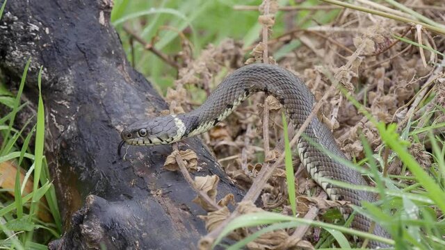 Grass Snake 