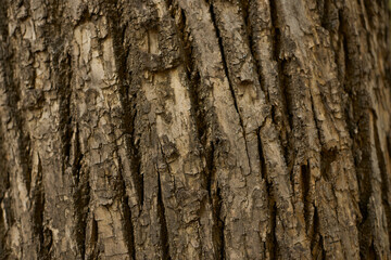 Closeup Tree Bark Texture For Background , Old Wood Tree background surface natural pattern