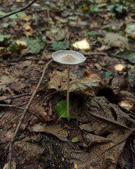 mushroom in the forest