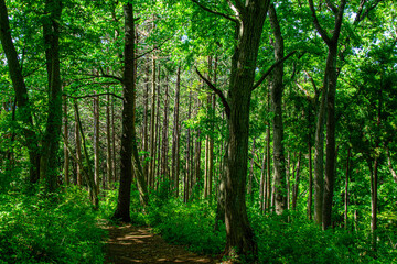 Obraz premium forest in the morning