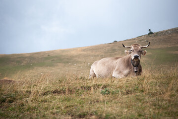Obraz premium Beautiful cow - Pirineus, Catalunya
