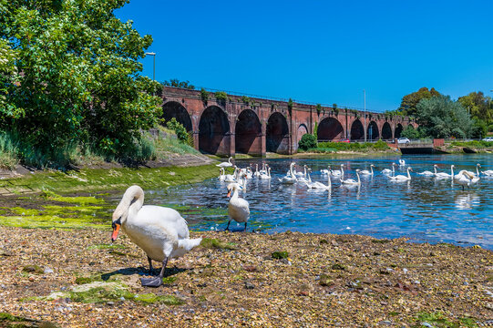 A View Of Swans Around The Railway Viaduct At Fareham, UK In Early Summer