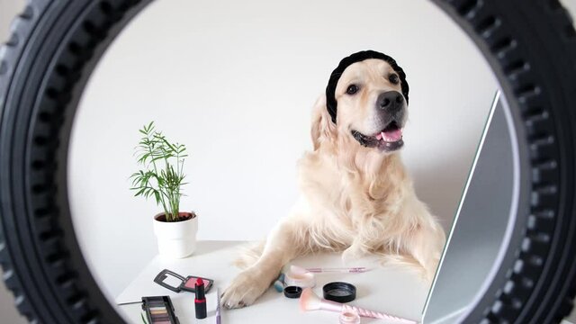 A cute dog sits at a table with cosmetics and a ring lamp. Golden Retriever makeup artist. Creative photo of a pet.