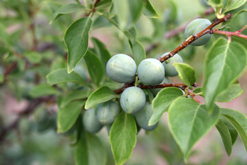Ripening green plums in close-up. Branch with plum fruits. Selective focus.