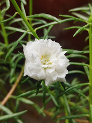Portulaca grandiflora flower
