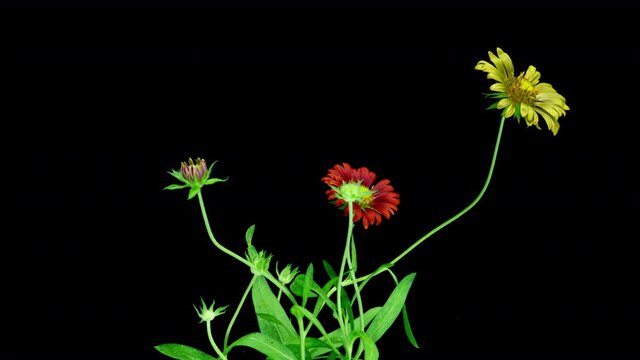Blooming red Gaillardia on a black background, time lapse, alpha channel, flowering cycle of several Gaillardia flowers, symbiosis of a flower with insects 4k video